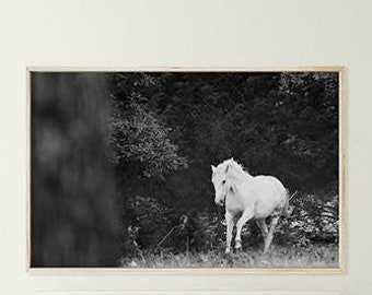 White Horse Wall Art, Horse Photography, Black and White Photography; digital photo download