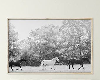 White and black horses wall art, Horse Photography, Black and White Photography; digital photo download