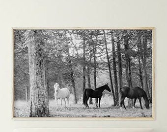 May include: Black and white photograph of three horses in a forest. Two of the horses are black and one is white. The horses are standing in a clearing in the woods.