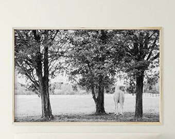 White Horse Wall Art and Decor; Black and White Photography; digital photo download