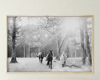 Black and White Horses Wall Art. Horse Photography, Black and White Photography; digital photo download