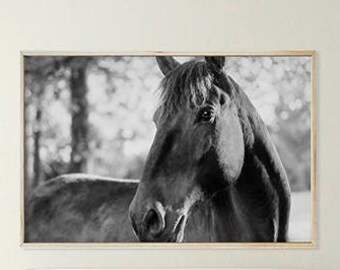 Black Horse Wall Art. Horse Photography, Black and White Photography; digital photo download