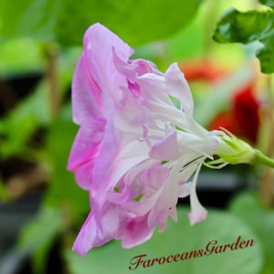 Split Second, Rare Multi-petal pink Morning Glory Seeds, 45-60 days from seed to bloom(Complimentary seeds:10+&quot;Heavenly Blue&quot;morning glory)