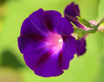 May include: A close-up of a vibrant purple morning glory flower with a pink center. The flower is in bloom and has a delicate, ruffled appearance.