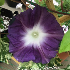 Black Jade, Japanese Morning Glory Seeds, rare color, large flowers (Complimentary seeds: 10+"Heavenly Blue" morning glory)