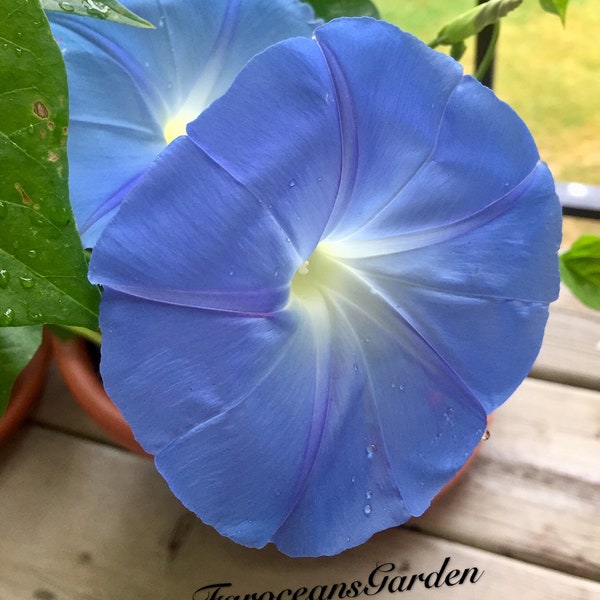 Heavenly Blue, Morning Glory Seeds, 10+ seeds, Large amount of flowers, easy to grow, 45-60 days from seed to bloom