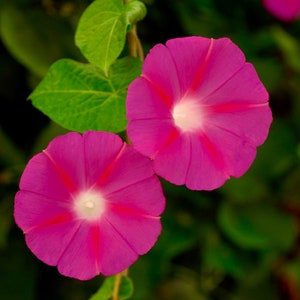 Scarlet O&#39;Hara, Morning Glory Seeds, 10+ seeds, Large amount of flowers, easy to grow, 45-60 days from seed to bloom
