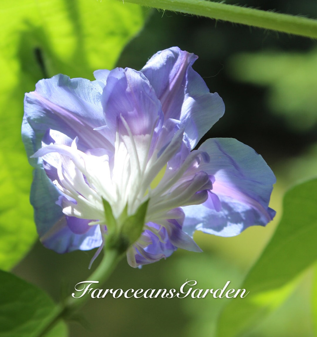 Kkyo-zak Japanese Mornng Glory Seeds: Blue Japanese Mornng - Etsy