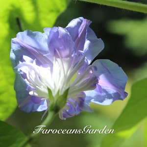Split Second, Rare Blue Multi-petal Japanese Morning Glory Seeds  (Complimentary seeds:10+&quot;Heavenly Blue&quot;morning glory)
