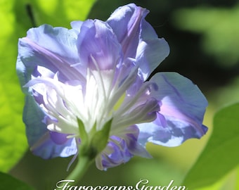 未開封　MORNING GLORY Synthetic 未開封 MORNING GLORY Synthetic