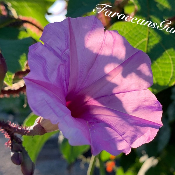 Lavender Moon, rare, romantic, large amount of lovely flowers (Gift Seeds: 10+"Heavenly blue"morning glory)