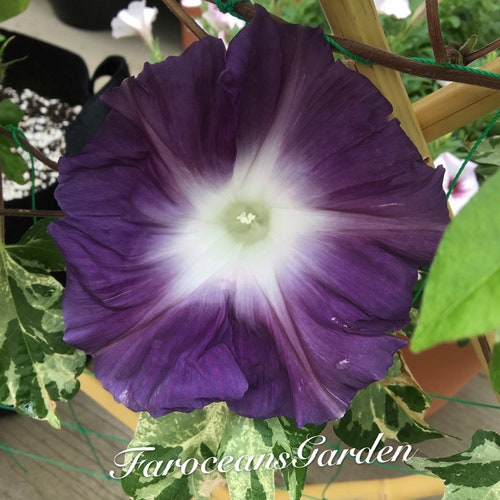 Black Jade, Japanese Morning Glory Seeds, rare color, large flowers (Complimentary seeds: 10+"Heavenly Blue" morning glory)