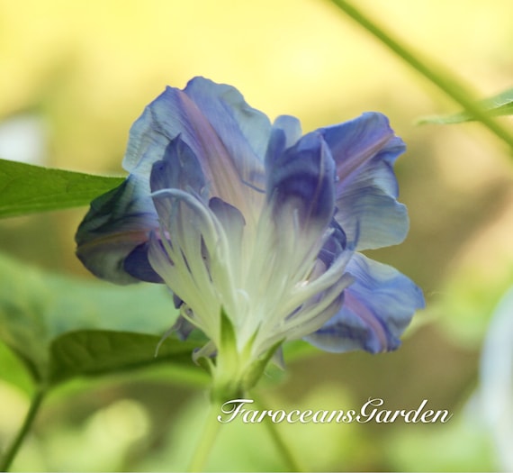 Split Second, Rare Blue Multi-petal Japanese Morning Glory Split Second, Rare Blue Multi-petal Japanese Morning Glory