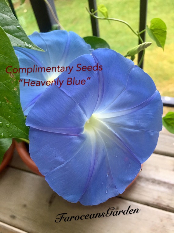 Split Second, Rare Blue Multi-petal Japanese Morning Glory
