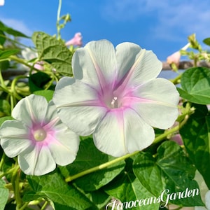 May include: Two pale green morning glory flowers with pink centers bloom against a backdrop of green leaves and a blue sky. The flowers have a delicate, almost translucent appearance. The text "FarocceansGarden" is visible in the lower right corner of the image.