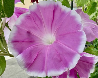 Sakura Dance, Japanese Morning Glory Seeds, 45-60 days from seed to bloom (Complimentary seeds: 10+ "Heavenly Blue" morning glory)