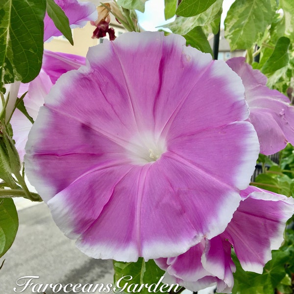 Sakura Dance, Japanese Morning Glory Seeds, 45-60 days from seed to bloom (Complimentary seeds: 10+ "Heavenly Blue" morning glory)