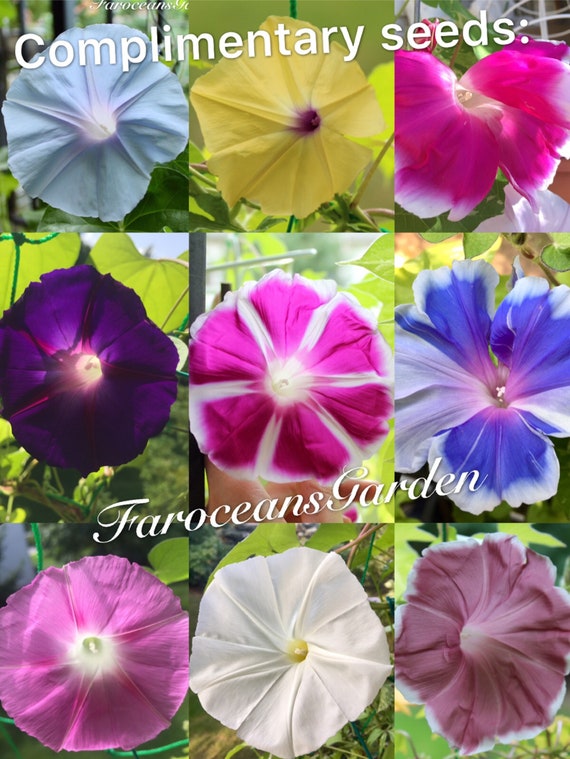 Rare Japanese Morning Glory Seeds Complimentary Seeds 10 Other Types Of Morning Glories Resend For Free If Any Seeds Cant Germinate - 