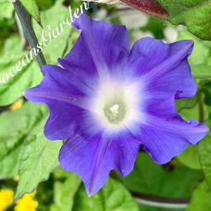 Blue Star, Japanese Morning Glory Seeds, 45-60 days from seed to bloom (Complimentary seeds:10+&quot;Heavenly Blue&quot;morning glory)
