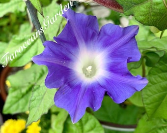 Blue Star, Japanese Morning Glory Seeds, 45-60 days from seed to bloom (Complimentary seeds:10+"Heavenly Blue"morning glory)