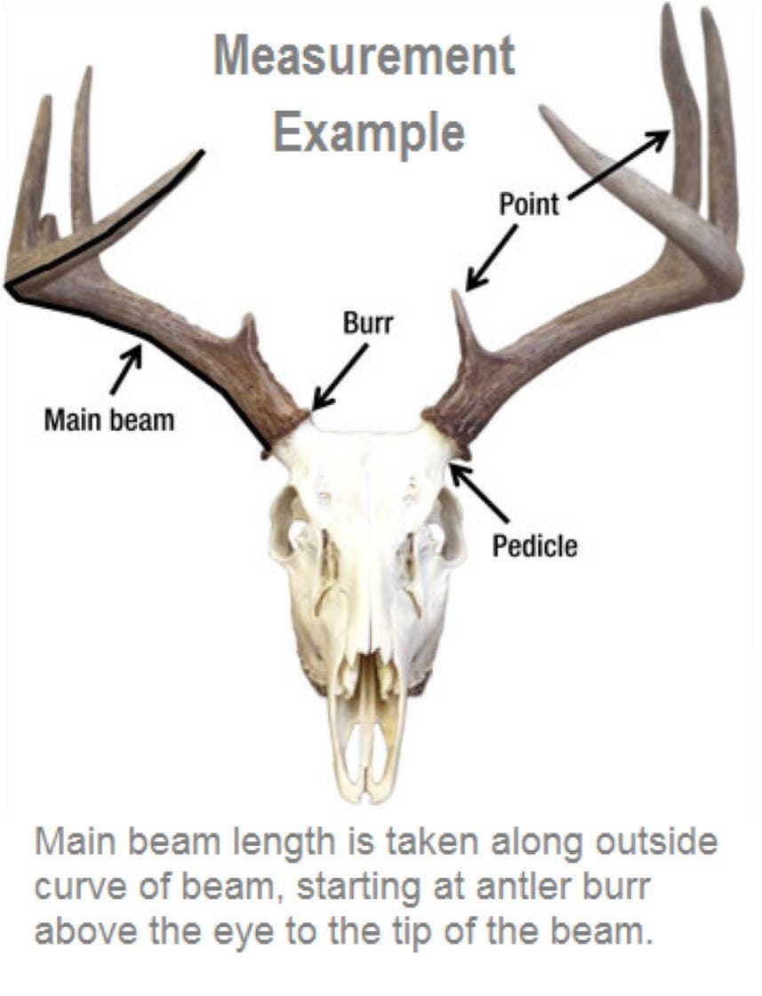 Axis Deer Antler Shed Item 8001 Etsy.de