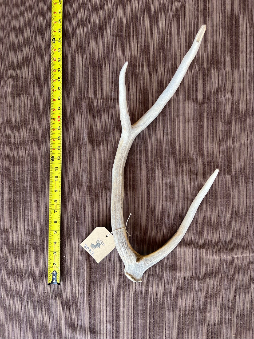 Axis Deer Antler Shed Item 8032 Etsy