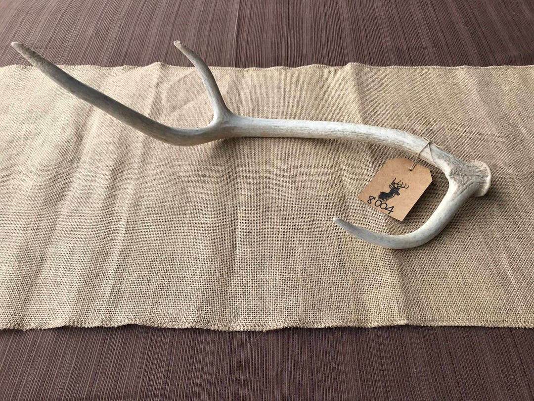 Axis Deer Antler Shed Item 8004 Etsy