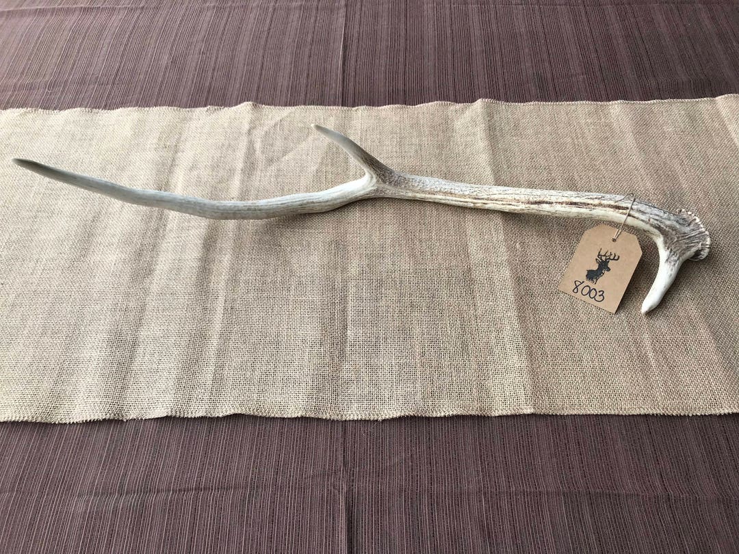 Axis Deer Antler Shed Item 8003 - Etsy 日本