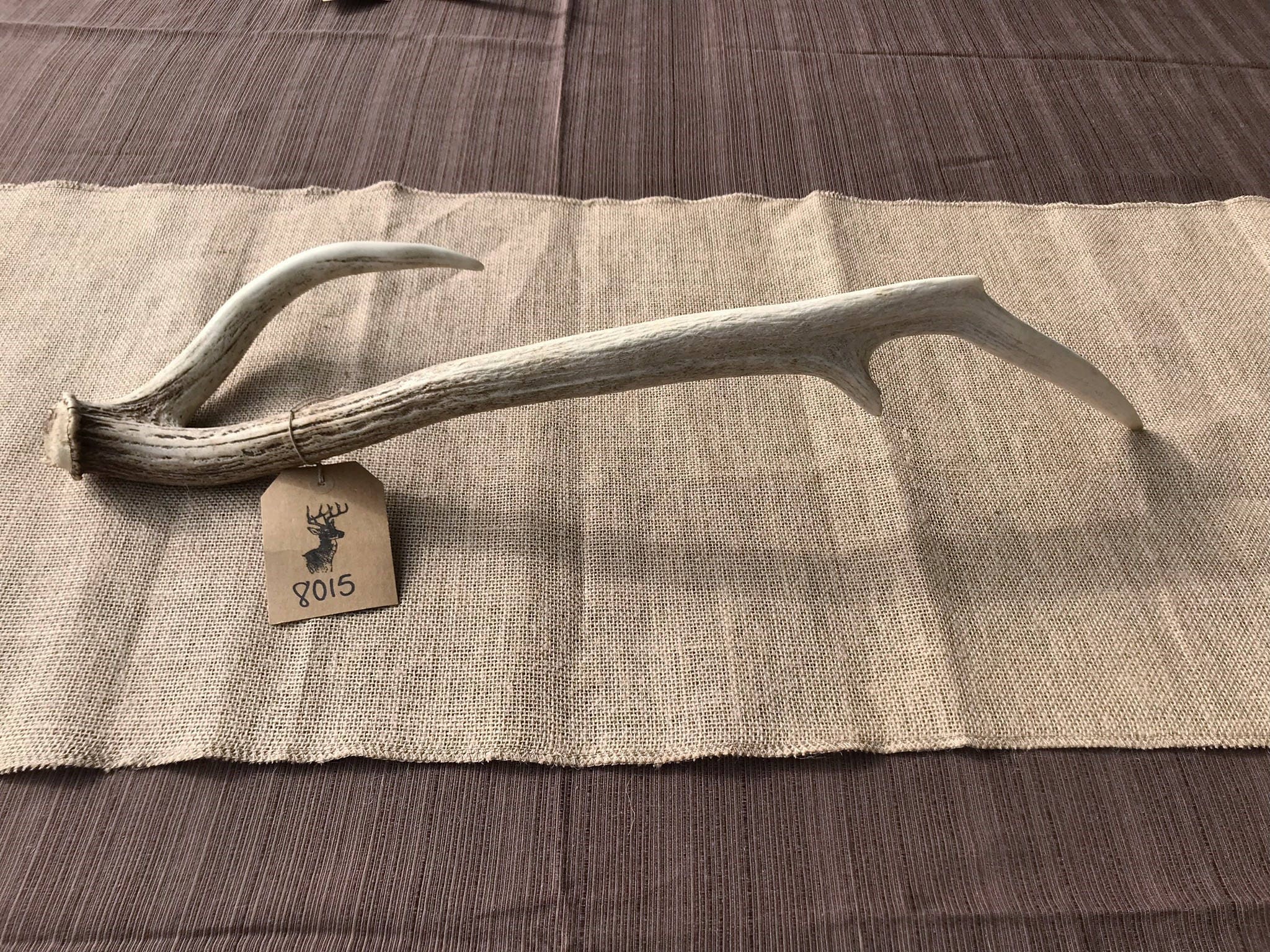 Axis Deer Antler Shed Item 8015 Etsy