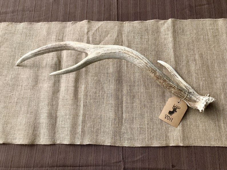Axis Deer Antler Shed Item 8011 Etsy