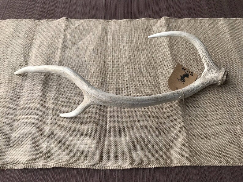 Axis Deer Antler Shed Item 8004 Etsy