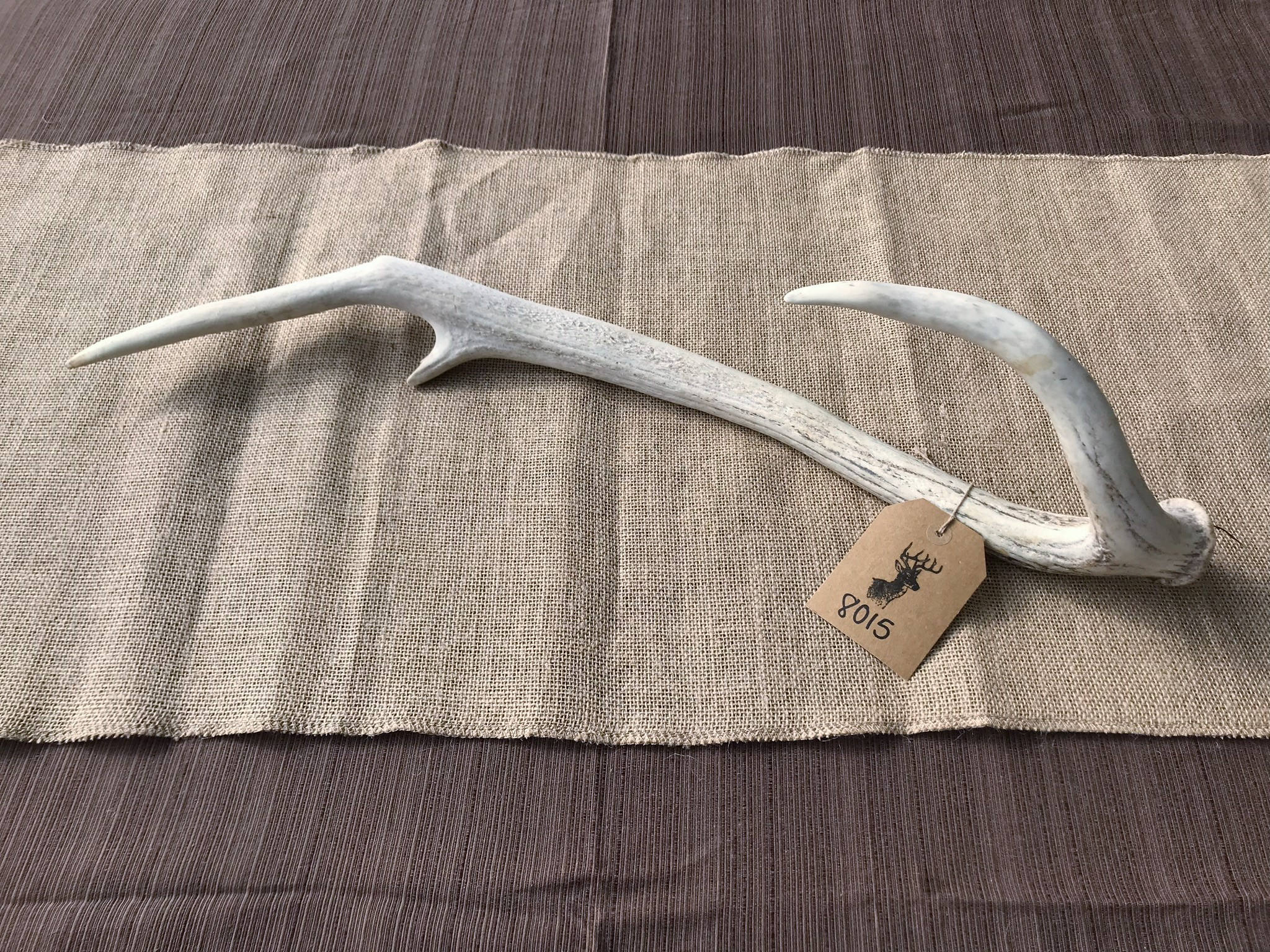 Axis Deer Antler Shed Item 8015 Etsy
