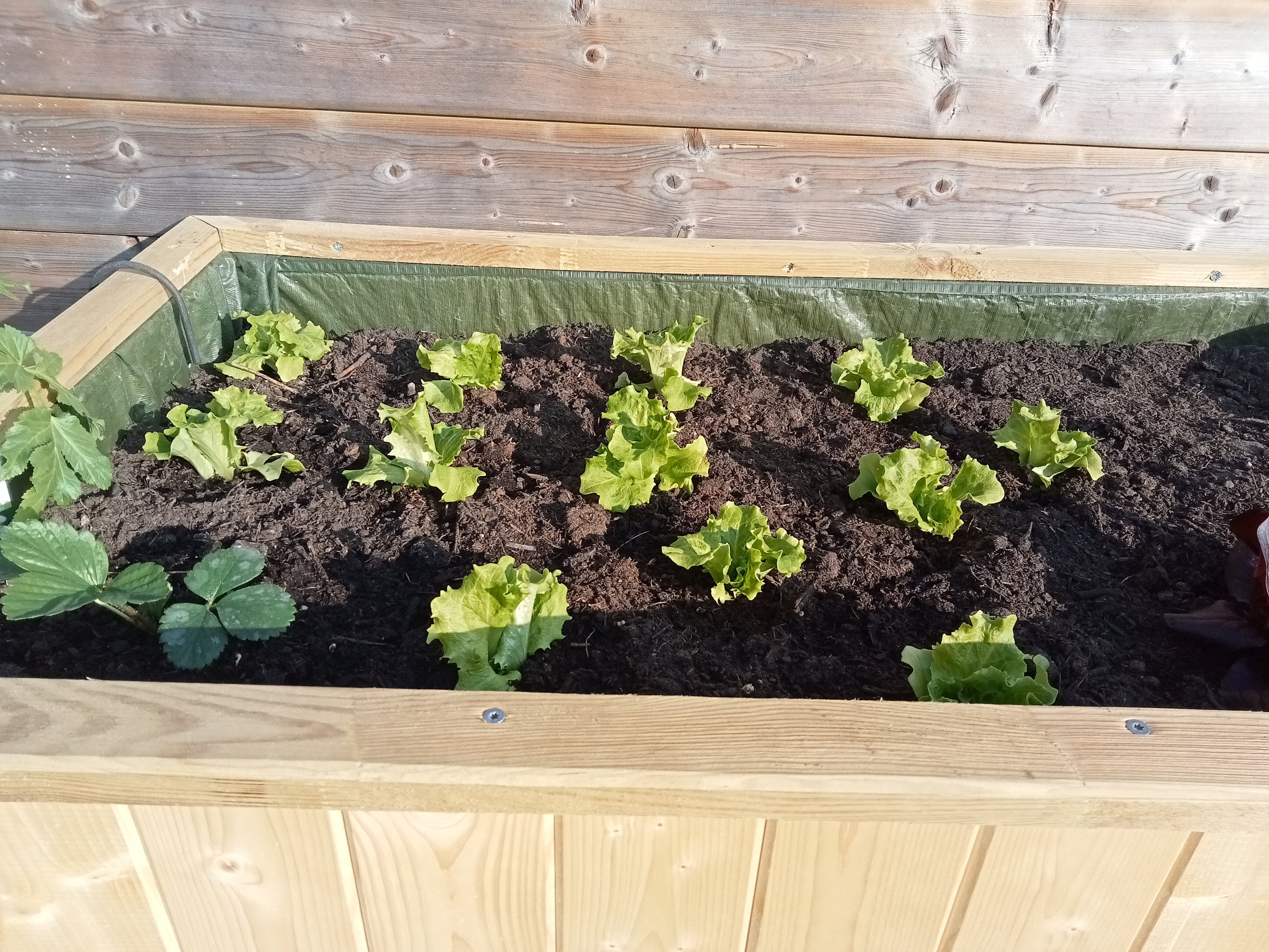 Bac De Jardin