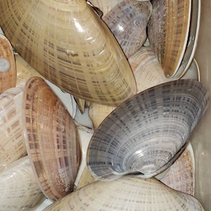 May include: A collection of seashells in various shades of brown, white, and gray. The shells have a textured, striated pattern and are arranged in a pile.