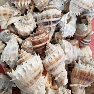 May include: A collection of seashells with brown and white stripes. The shells are arranged in a pile, with some of them overlapping. The shells are all different sizes and shapes.