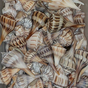 Peut inclure: Une collection de coquillages à rayures brunes et blanches. Les coquillages sont disposés en tas, certains pointant vers le haut.