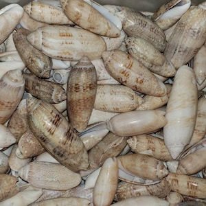 10 conchiglie di ulivo con lettere assortite dalla Florida!