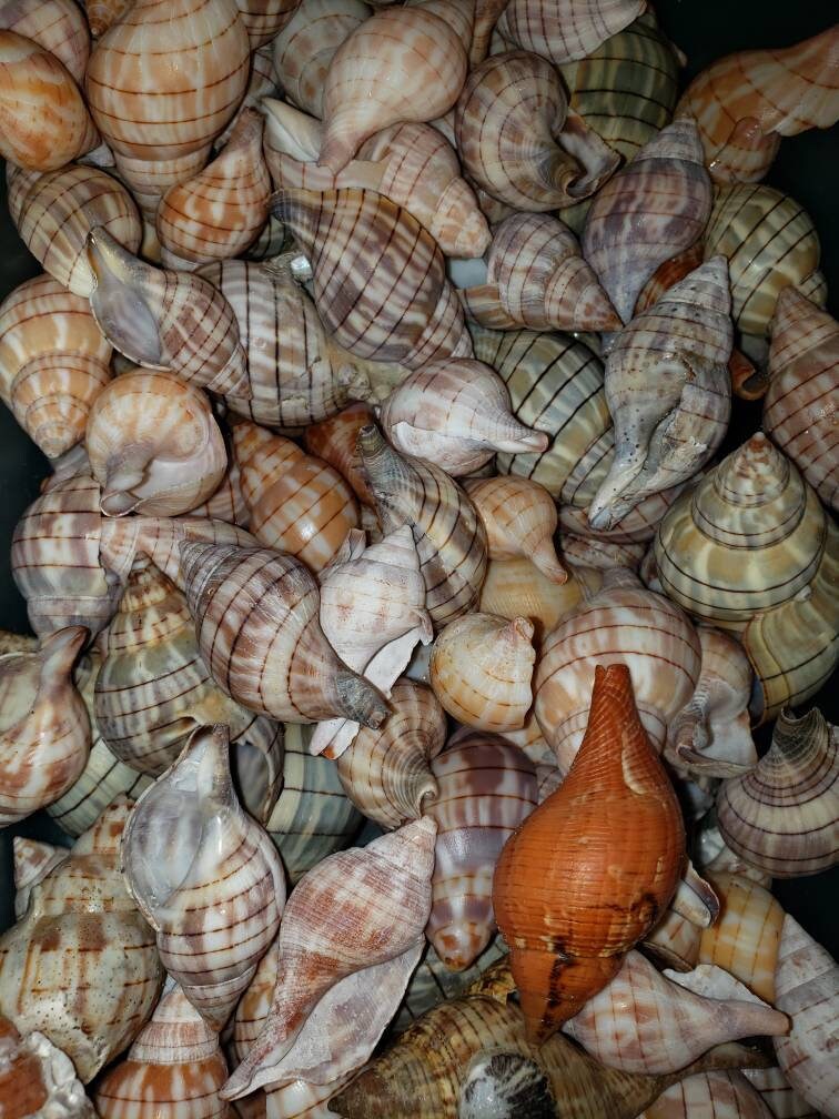 6 Banded Tulip Shells from Florida | Etsy