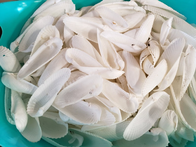 10 RARE Angel Wing Shells From Ft Myers Beach FL Etsy