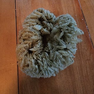 May include: A light brown and green natural sea sponge in the shape of a ring. The sponge is on a wooden surface.