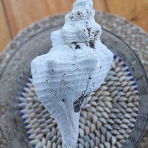 Huge Antique Horse Conch Shell From Florida! *RARE*