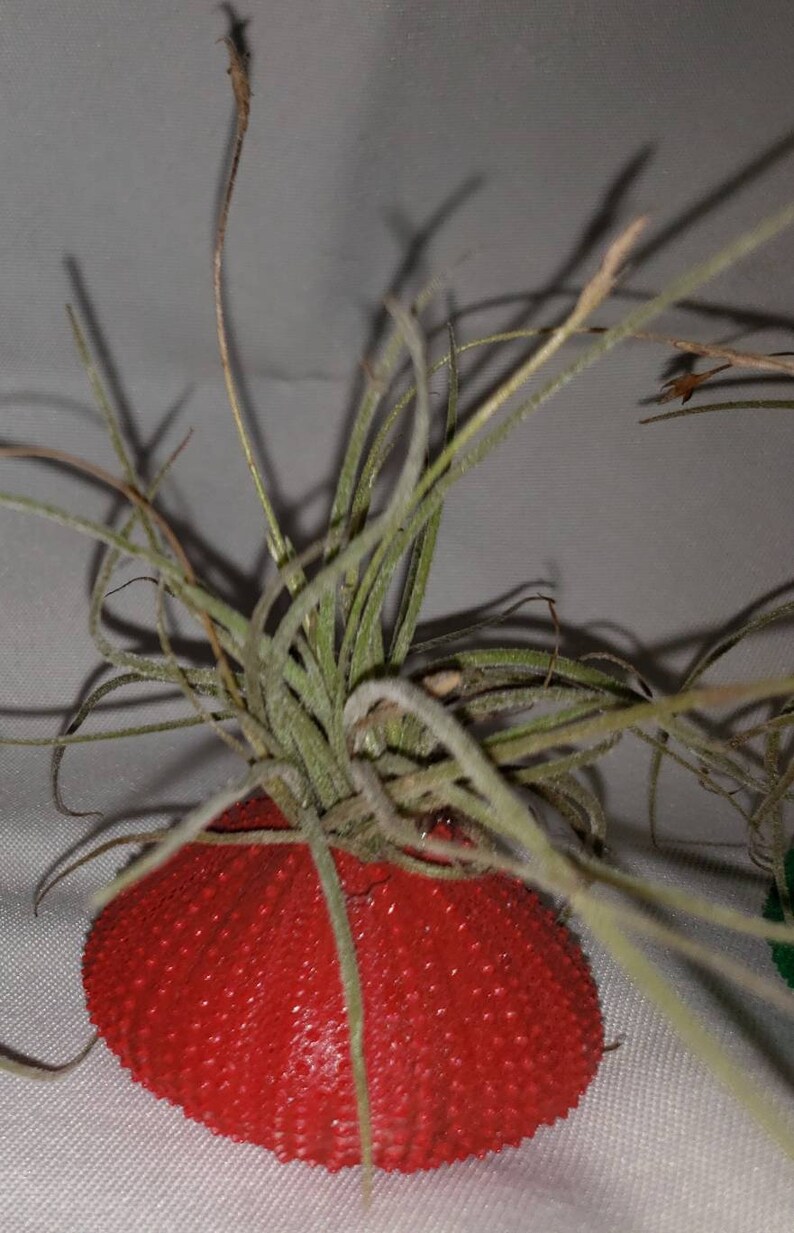 5 Sea Urchins and 5 Air Plants!!