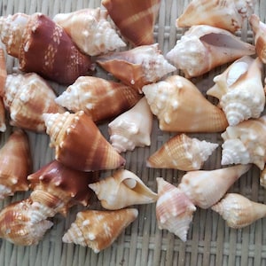 10 'B' Size Conch Shells From SW Florida!!!!