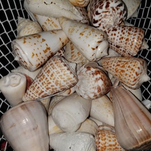 5 bellissimi coni assortiti della Florida!!!