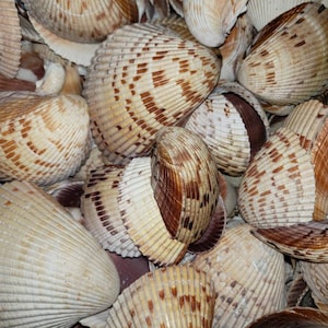 May include: A close-up of a pile of seashells. The shells are a variety of shades of brown and white, with some having a striped pattern. The shells are all different sizes and shapes.