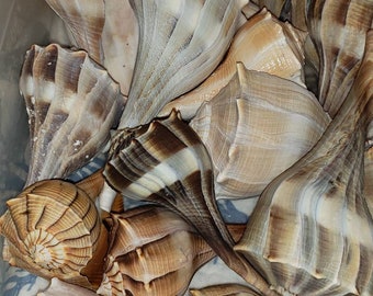 May include: A collection of seashells in various shades of brown, white, and gray. The shells have a smooth, textured surface and are arranged in a pile.