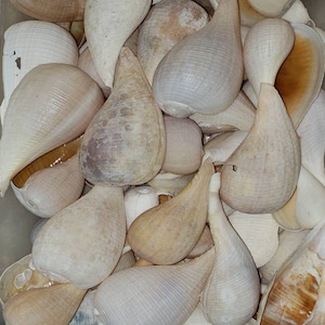 Buy 3 Assorted Paper Fig Whelk Shells Get 2 Free!!!
