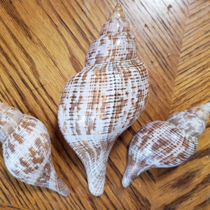 3 enormi gusci di tulipani!!