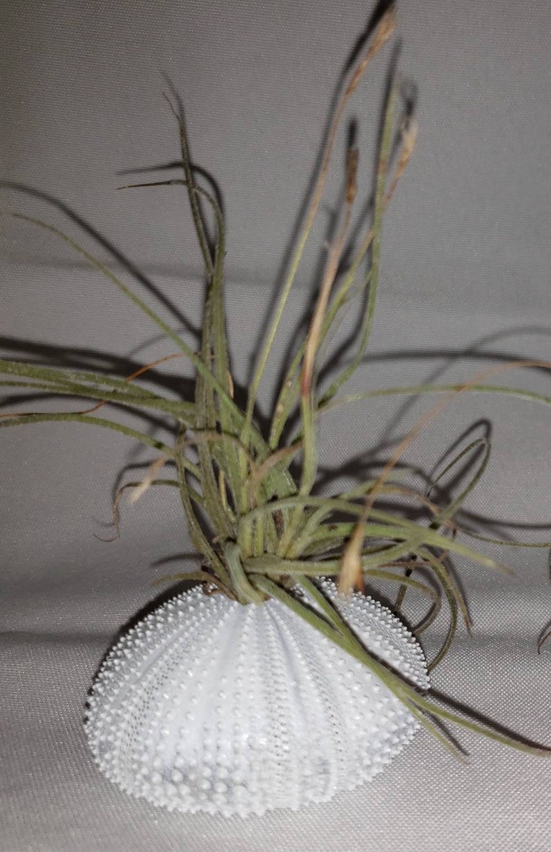 5 Sea Urchins and 5 Air Plants!!