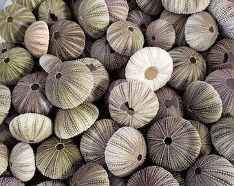Puede incluir: Una vista de cerca de una colección de erizos de mar. Los erizos de mar son de varios tonos de marrón, gris y blanco. Tienen una textura espinosa y están dispuestos en un patrón aleatorio.